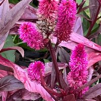 ケイトウ,赤い花,今日も元気で,今日も笑顔で♡,花を通じて愛と平和をの画像