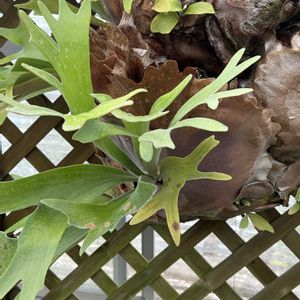 観葉植物, ビカクシダ,今日も元気で,今日も笑顔で♡,花を通じて愛と平和をの画像