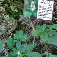 カシワバアジサイ,ホツツジ,ホツツジ(穂躑躅),山野草,大沼国定公園の画像