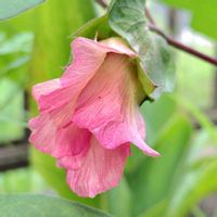 アンゲロニア,アンゲロニア,トケイソウ,ハナキリン,ハナキリンの画像