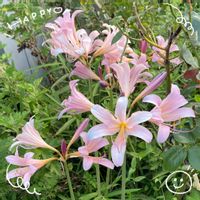 アルストロメリア,サンパチェンス,ナツズイセン,ネコ,お花大好き♡の画像