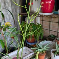 サンスベリア,ミルクブッシュ,多肉植物,成長記録,花のある暮らしの画像