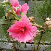 タチアオイ,小さな花壇,花のある暮らし,お花大好き♡の画像