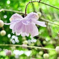 レンゲショウマ,森の妖精,鉢植え,花言葉,山野草の画像