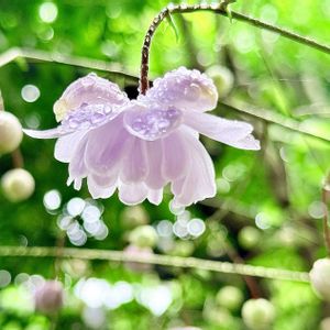 レンゲショウマ,森の妖精,鉢植え,花言葉,山野草の画像