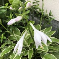 ギボウシ（ホスタ）,ホスタ・ソースィート,シェードガーデン,庭の宿根草,宿根草♪の画像