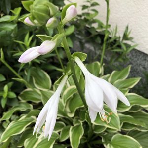 ギボウシ（ホスタ）,ホスタ・ソースィート,シェードガーデン,庭の宿根草,宿根草♪の画像