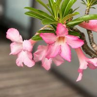 アデニウム,花のある暮らし,沖縄,木曜日は木に咲く花,木曜日は桃色の画像