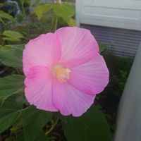 フヨウ,おうち園芸,GS7年目,広い庭,庭の画像