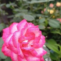 フウセンカズラの種,ムラサキルエリア,ムラサキルエリア,薔薇 聖火,薔薇 聖火の画像