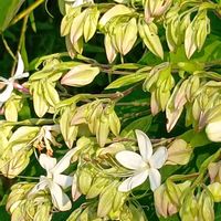 タイタンビカス,クサギ,里芋の葉,チーム愛知,畑の画像