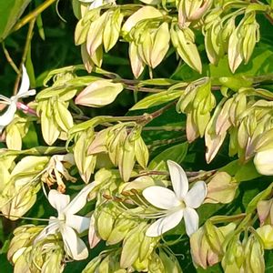 タイタンビカス,クサギ,里芋の葉,チーム愛知,畑の画像
