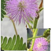 オジギソウ,小さい花,小さい庭,平和を願う,木曜モフモフの画像