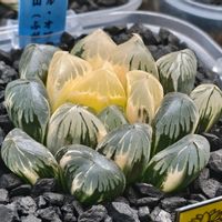 ハオルチア　富岳,ハオルチア属,多肉ちゃん,ボタニカルライフ,ベランダーの画像
