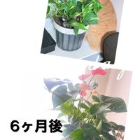 アンスリウム,ポトス,観葉植物,成長記録,半日陰の画像