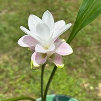 クルクマ,花のある暮らし,季節のお花,我が家のお花,初めて育てるの画像