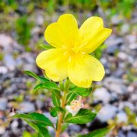 山野草,登山,花のある暮らし,緑のある暮らし,ハイキング・登山の画像