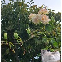 トケイソウ,ピエールドゥロンサール,ステキ☆,癒し…♡,か〜わい〜の画像