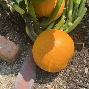 夏野菜,神戸布引ハーブ園,植物大好き,お花大好き,ハーブ大好きの画像