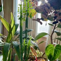 ユーフォルビア 彩雲閣,サイウンカク,ユーフォルビア トリゴナ,多肉植物,観葉植物の画像
