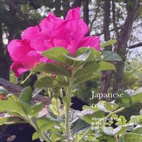 ハマナス,ノバラ,花のある暮らし,ボタニカル,緑のある暮らしの画像