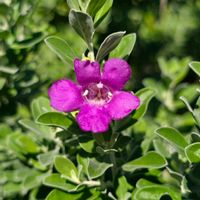 レウコフィルム,レウコフィラム,散歩,季節の花,季節の風物詩の画像