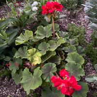 ゼラニウム,鉢植え,地植え,ガーデニング,庭の画像