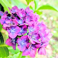 アジサイ,紫陽花,シュロスバッカーバルト,紫陽花  シュロス バッカーバルト,お花の画像