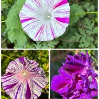 アサガオ,シモツケ ,ピンクのガウラ(白蝶草),サボテンの花,癒しの画像
