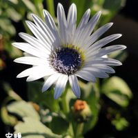 アークトチス,宿根リナリア,フロックス オープニングアクト ピンクアドット,夏の花,種まきの画像