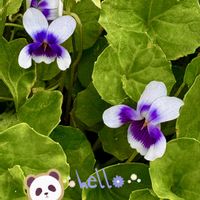 クレマチス,セダム,パンダスミレ,多肉植物,つる性植物の画像