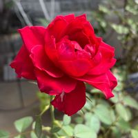 ベランダガーデン,薔薇♪,花のある暮らし,植物のある暮らし,ばら バラ 薔薇の画像