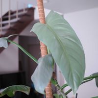 フィロデンドロン,フィロデンドロン・シルバーメタル,観葉植物,成長記録の画像