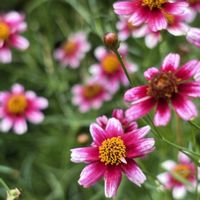 コレオプシス,ガーデニング,夏の花,花のある暮らし,小さな庭の画像