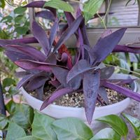 寄植え,ハンギング,小さな庭,玄関アプローチ,庭の画像