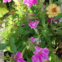 鉢植え,花のある暮らし,緑のある暮らし,可愛いお花,ばら バラ 薔薇の画像