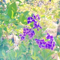 デュランタ 宝塚,鉢植え,庭の画像