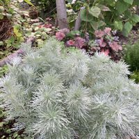 アサギリソウ,朝霧草,ヒューケラ ドルチェ,タチテンモンドウ,耐寒性宿根草の画像