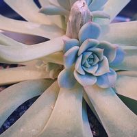 エケベリア,多肉植物,多肉寄せ植え,室内管理,その他部屋の画像