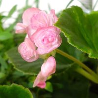 ベゴニア,八重ベゴニア,挿し芽,記録用,半日陰の庭の画像