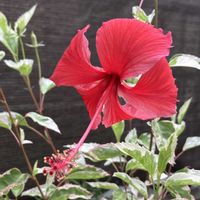 アンスリウム,ハイビスカス,斑入り,多肉植物,塊根植物の画像