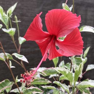 アンスリウム,ハイビスカス,斑入り,多肉植物,塊根植物の画像