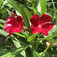 キョウチクトウ,庭木,花木,神社,花のある暮らしの画像
