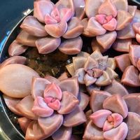 多肉植物,多肉寄せ植え,その他部屋の画像