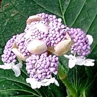 タマアジサイ,玉紫陽花,紫陽花 アジサイ あじさい,山梨の家,庭の画像
