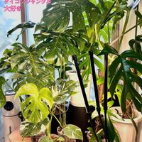 モンステラ,ワイルド,インドアグリーン,熱帯植物,癒しの空間の画像