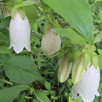 ホタルブクロ,出会いに感謝,植物園にて,花散策,町中散歩の画像