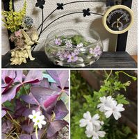 オキザリス,元気もらえる,お花のある暮らしの画像