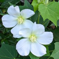 フヨウ,一日花,夏の白い花,白芙蓉の花,山裾に咲いているの画像