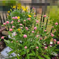 センニチコウ,センニチコウ　ミラーボール　ピーチ,鉢植え,明るい日陰,プランターの画像